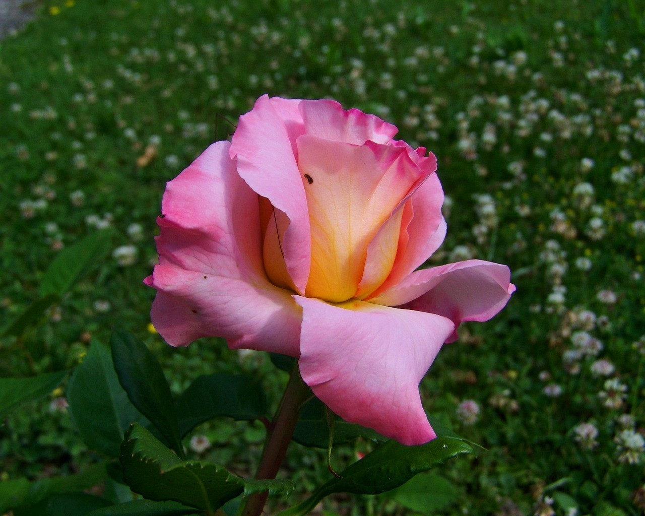 井陘花滿人生鮮花店