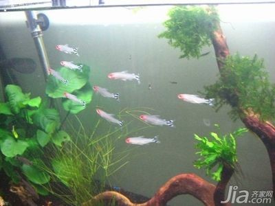 風水魚的選擇與養護：風水學中魚缸魚的數量選擇