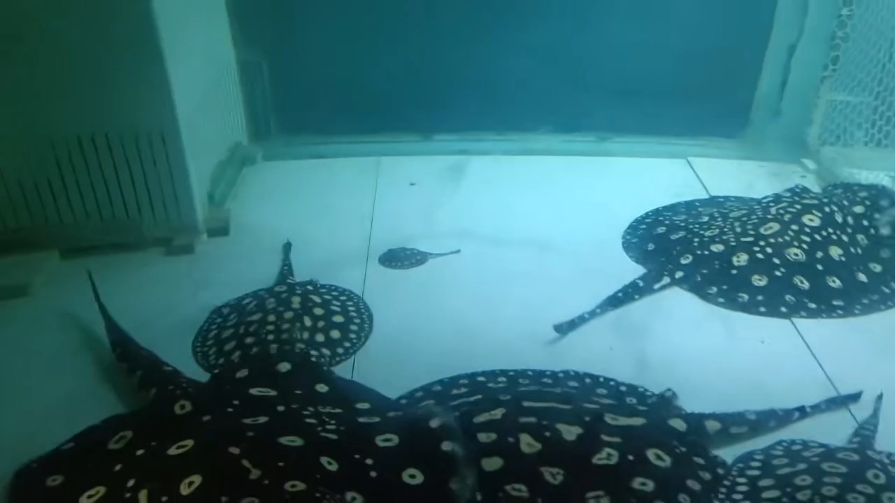 意外之喜生小魚