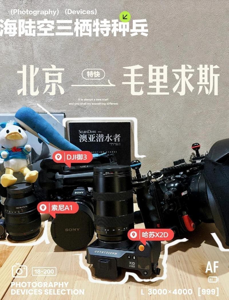 如何拍攝高質量的金龍魚照片？ 如何拍攝高質量的金龍魚照片？ 龍魚百科 第10張