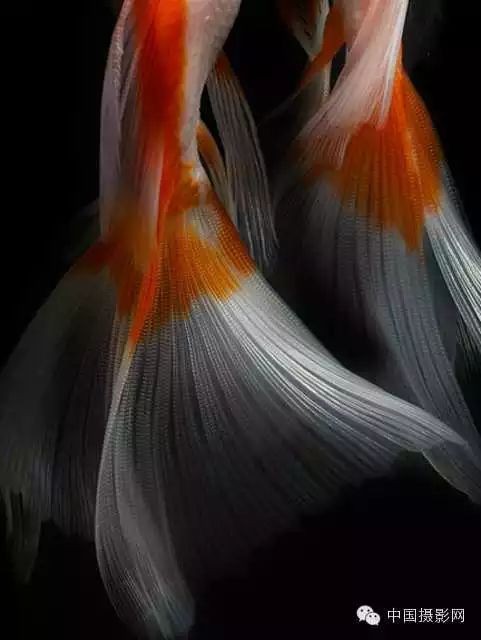 如何拍攝高質量的金龍魚照片？ 如何拍攝高質量的金龍魚照片？ 龍魚百科 第9張