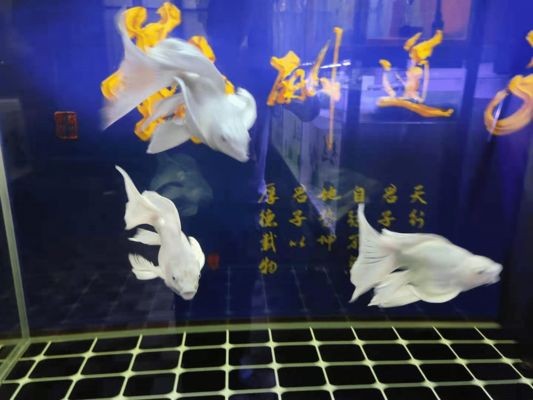 夏季魚缸降溫效果對比：不同魚缸降溫方式各有優缺點 夏季魚缸降溫效果對比：不同魚缸降溫方式各有優缺點 魚缸百科 第1張