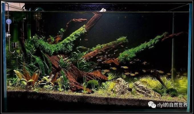 夏季魚缸降溫效果對比：不同魚缸降溫方式各有優缺點 夏季魚缸降溫效果對比：不同魚缸降溫方式各有優缺點 魚缸百科 第2張
