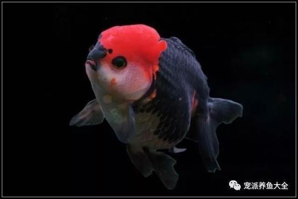 夏季魚缸降溫效果對比：不同魚缸降溫方式各有優缺點 夏季魚缸降溫效果對比：不同魚缸降溫方式各有優缺點 魚缸百科 第5張