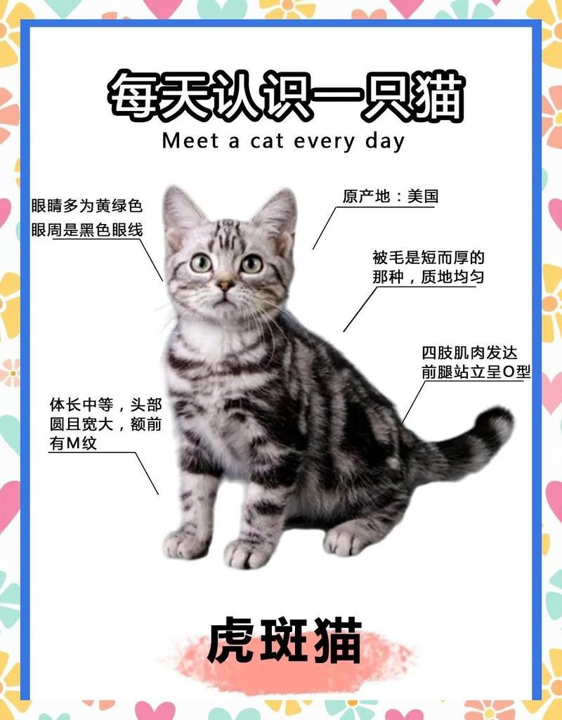 帝王虎斑最建議買的三樣東西