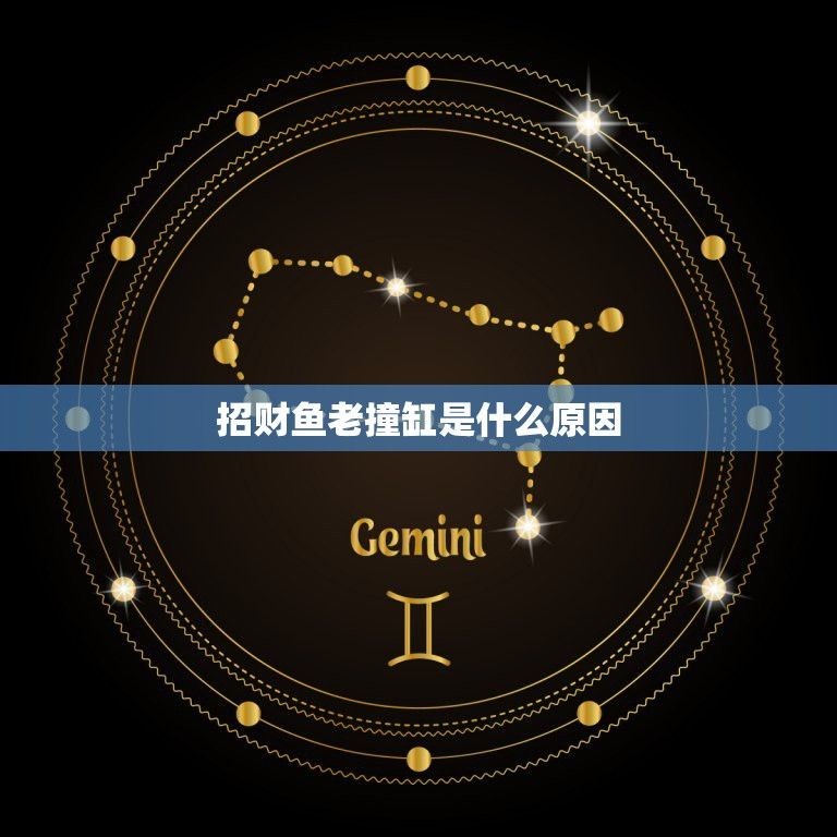 龍魚瘋狂撞缸怎么回事:龍魚撞缸后如何緊急處理 龍魚百科 第3張 龍魚瘋狂撞缸怎么回事:龍魚撞缸后如何緊急處理 龍魚瘋狂撞缸怎么回事:龍魚撞缸后如何緊急處理 龍魚百科 第3張