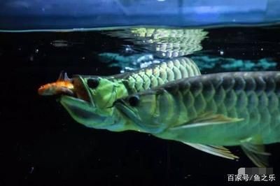 怎么訓(xùn)練龍魚吃活食的能力：如何訓(xùn)練龍魚吃活食