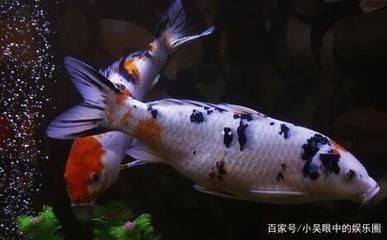 給淡水魚魚缸加鹽的正確方法：淡水魚魚缸加鹽的正確方法