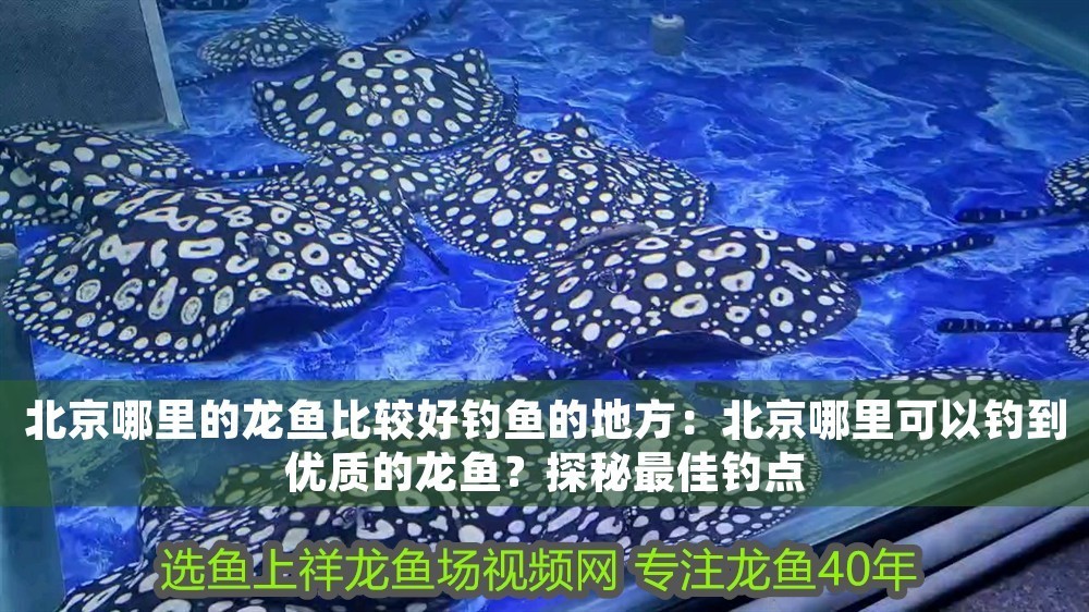 北京哪里的龍魚比較好釣魚的地方：北京哪里可以釣到優(yōu)質(zhì)的龍魚？探秘最佳釣點(diǎn)