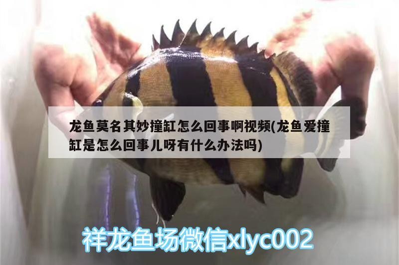 龍魚莫名其妙撞缸怎么回事啊視頻(龍魚愛撞缸是怎么回事兒呀有什么辦法嗎) 龍魚莫名其妙撞缸怎么回事啊視頻(龍魚愛撞缸是怎么回事兒呀有什么辦法嗎) 魚缸百科