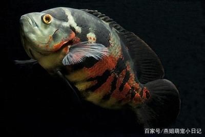 地圖魚(yú)飼養(yǎng)指南：地圖魚(yú)的健康種體形較大的熱帶魚(yú)飼養(yǎng)指南熱帶魚(yú)飼養(yǎng)技巧
