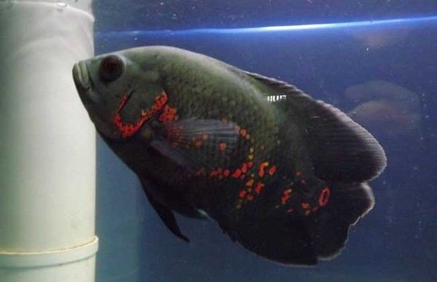 地圖魚(yú)飼養(yǎng)指南：地圖魚(yú)的健康種體形較大的熱帶魚(yú)飼養(yǎng)指南熱帶魚(yú)飼養(yǎng)技巧