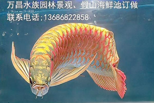 紅龍魚的寓意和象征