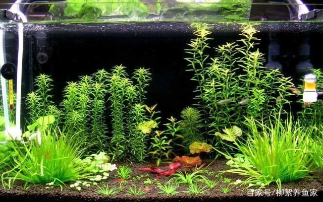 邢臺(tái)哪里有賣魚缸的地方呀：邢臺(tái)哪里有賣魚缸的地方