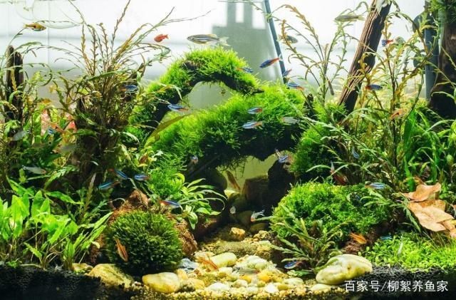 邢臺(tái)哪里有賣魚缸的地方呀：邢臺(tái)哪里有賣魚缸的地方