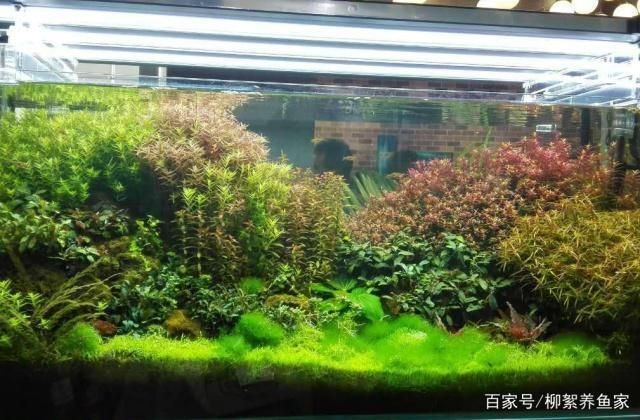 邢臺哪里有賣魚缸的地方呀：邢臺哪里有賣魚缸的地方