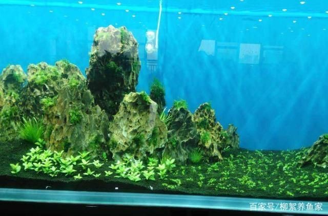 邢臺哪里有賣魚缸的地方呀：邢臺哪里有賣魚缸的地方