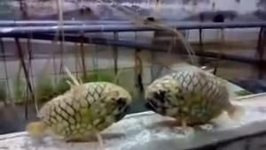 養龍魚必備條件有哪些：養龍魚必備條件 養龍魚必備條件有哪些：養龍魚必備條件 龍魚百科 第1張