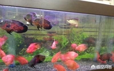 上海碧達水族建材文化用品有限公司阿庭美發(fā)店（上海碧達汽車銷售有限公司）