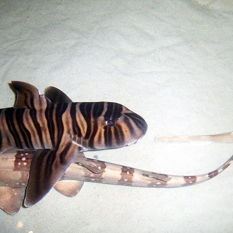 虎紋鯊魚百科