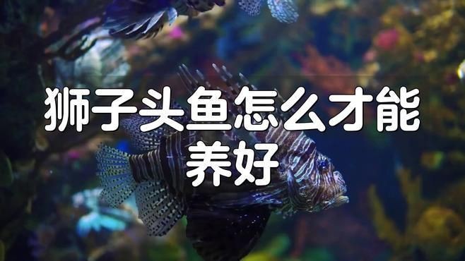 紅頭獅子魚怎么養(yǎng) 紅頭獅子魚怎么養(yǎng) 龍魚論壇 第4張