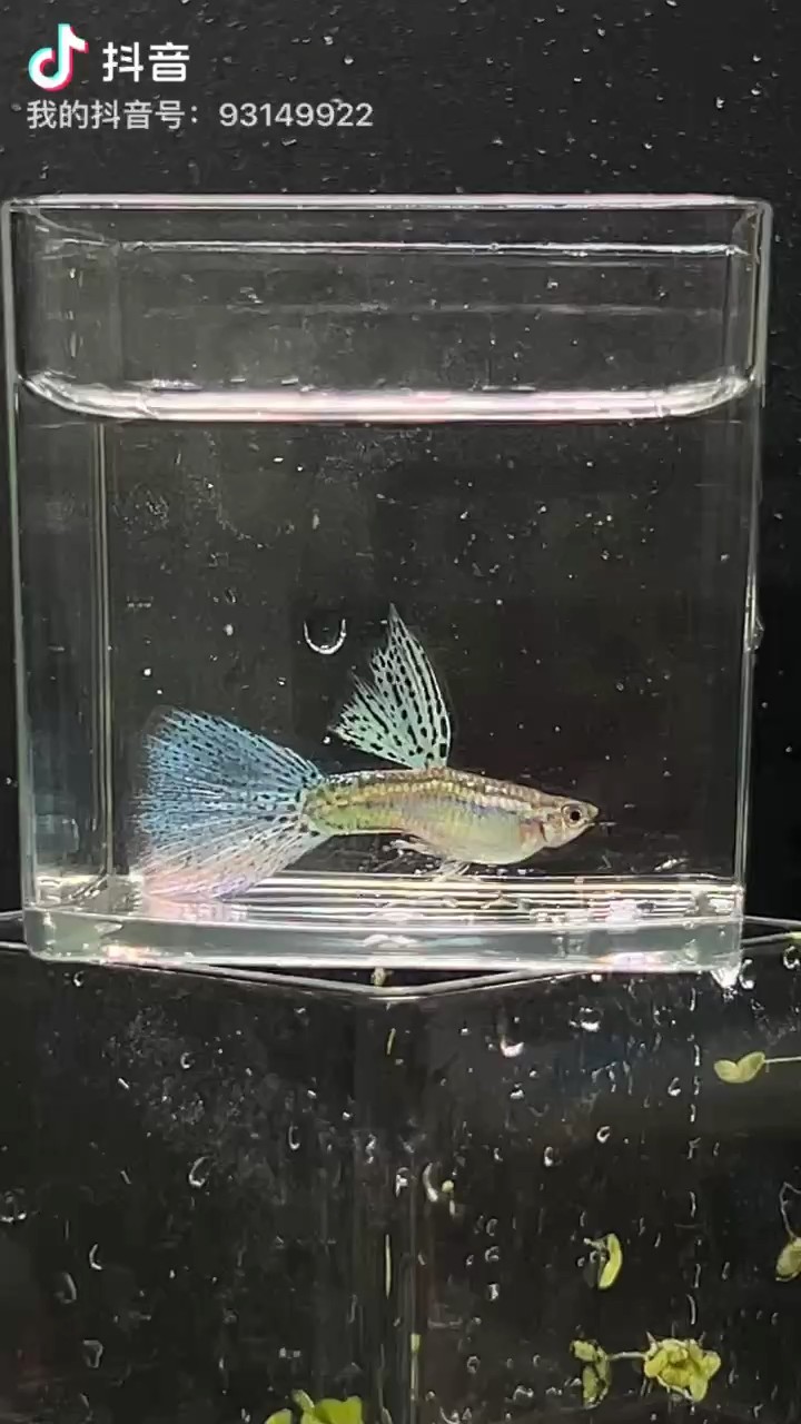 藍(lán)草
