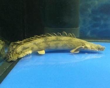 飛龍魚是什么魚（飛龍魚是一種淡水魚類，飛龍魚的養殖技術，飛龍魚的生態意義）