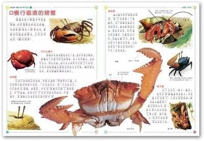飛龍魚是什么魚（飛龍魚是一種淡水魚類，飛龍魚的養殖技術，飛龍魚的生態意義）