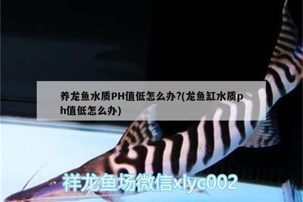 養龍魚ph值低了怎么辦：養龍魚水體ph值過低時，采取多種措施進行解決