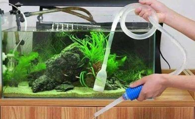魚缸水質管理的重要性：小魚缸與大魚缸在換水頻率上的區別