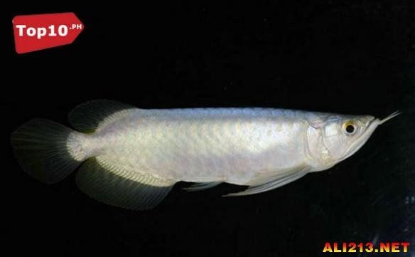 養龍魚 請龍送龍（養龍魚與請龍送龍的關系）