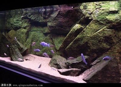 魚缸設計的藝術與科學魚缸設計的藝術與科學魚缸設計：海南魚缸定制