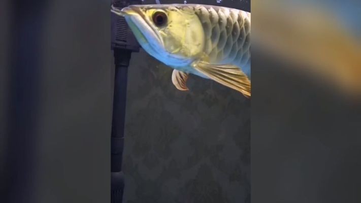 龍川龍魚有哪些品種？（龍川龍魚有哪些獨特特征，）