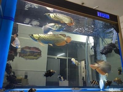 深圳賣龍魚最大的市場在哪里：深圳龍華區水族市場