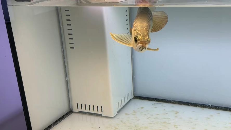 金色的金龍魚圖片
