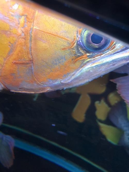 龍魚怎樣分公母圖解