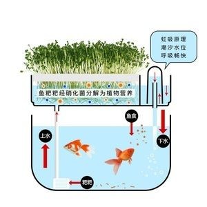 虹吸原理魚缸換水（虹吸原理魚缸換水是一種利用虹吸現象不需要電動泵等設備）