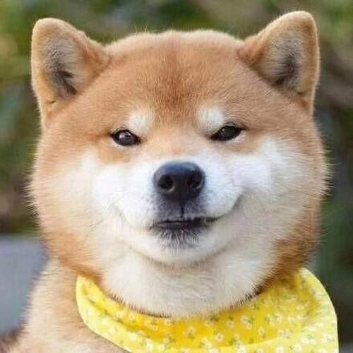 狗頭背景圖片