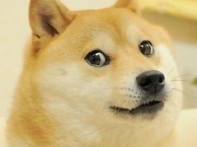 狗頭背景圖片