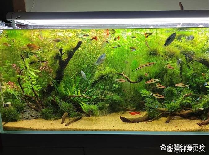銀龍魚缸造景圖片大全集