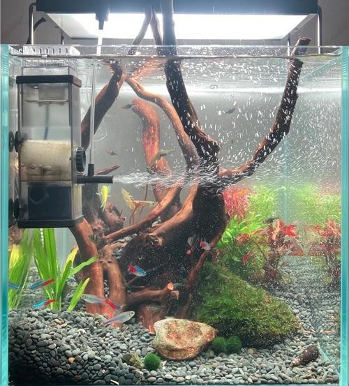 銀龍魚缸造景圖片大全集