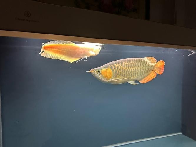 銀龍魚缸造景圖片大全集