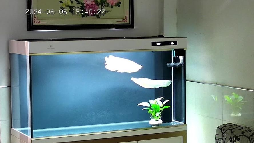 銀龍魚缸造景圖片大全集