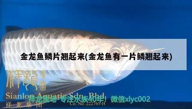 薩伊藍(lán)魚魚缸布置技巧：薩伊藍(lán)魚水質(zhì)管理技巧，熱帶魚缸造景材料選擇指南