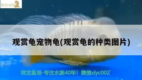 廣州市海珠區(qū)海缸魚友水族店,廣州市海珠區(qū)海缸魚友水族店地址 全國水族館企業(yè)名錄 第1張 廣州市海珠區(qū)海缸魚友水族店,廣州市海珠區(qū)海缸魚友水族店地址 廣州市海珠區(qū)海缸魚友水族店,廣州市海珠區(qū)海缸魚友水族店地址 全國水族館企業(yè)名錄 第1張