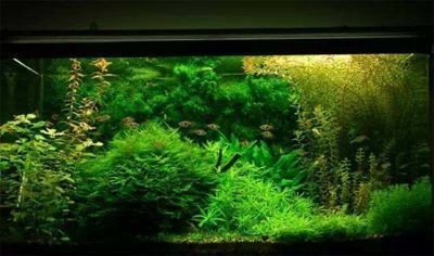 魚缸怎樣才能不長青苔（魚缸怎樣才能不長青苔,青苔的生長與光照密切相關）