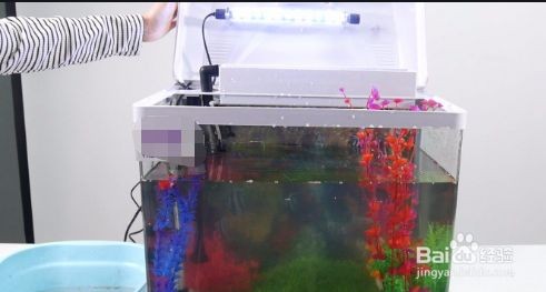 魚缸怎樣才能不長青苔（魚缸怎樣才能不長青苔,青苔的生長與光照密切相關）