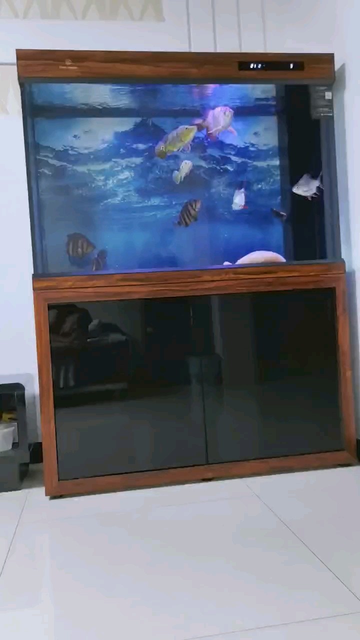 新到虎魚和巴西亞，狀態還行，還比較和諧[ciya] 新到虎魚和巴西亞，狀態還行，還比較和諧[ciya] 龍魚論壇 第1張