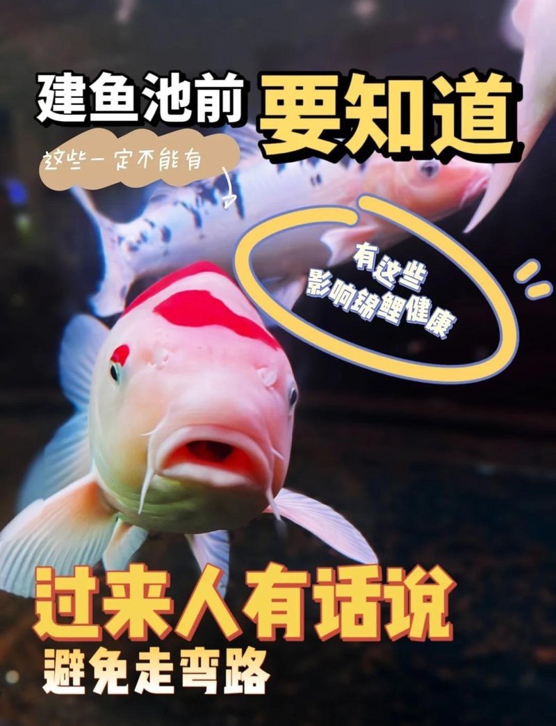 龍魚缸景物最忌三種東西 龍魚缸景物最忌三種東西 龍魚論壇 第2張