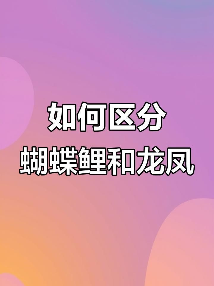 蝴蝶鯉和龍鳳怎么辨別 蝴蝶鯉和龍鳳怎么辨別 龍魚論壇 第1張